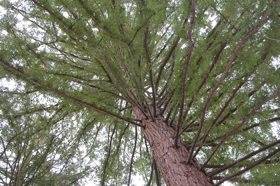 029Sequoia.JPG (reduit)