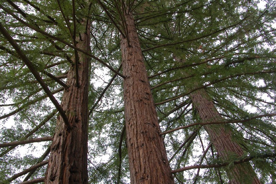 031Sequoia.JPG (reduit)