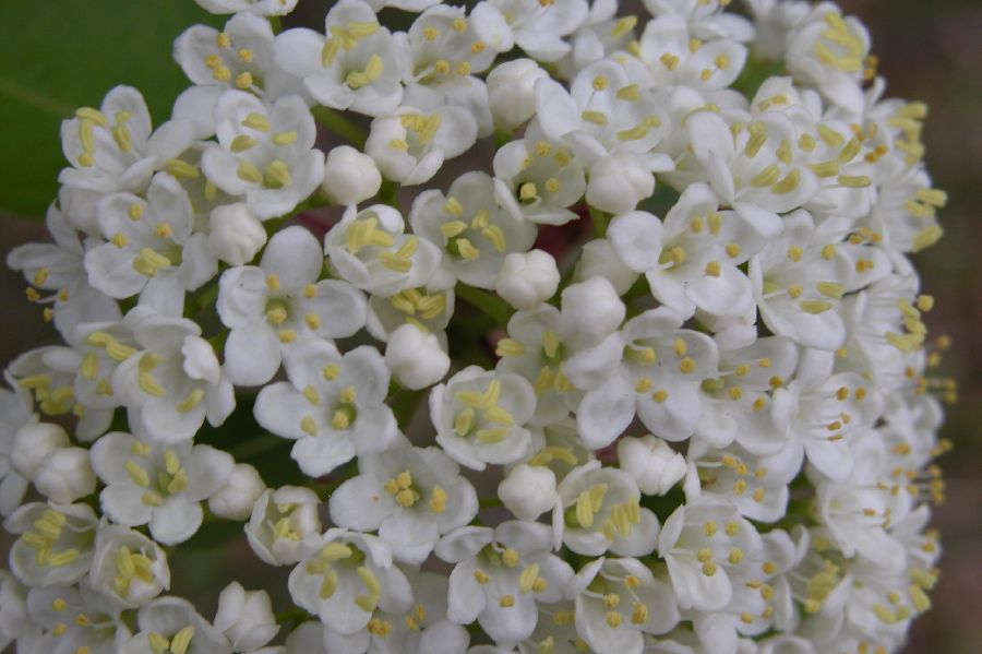 032Viorne.JPG (reduit)