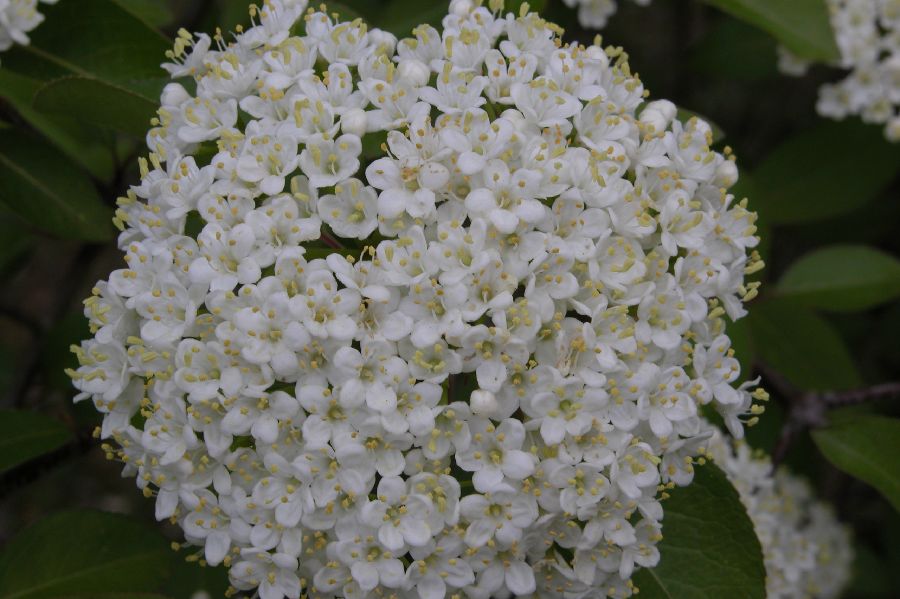 033Viorne.JPG (reduit)