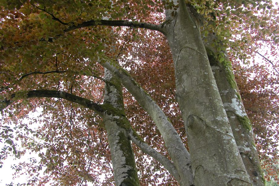 041HetrePourpre.JPG (reduit)