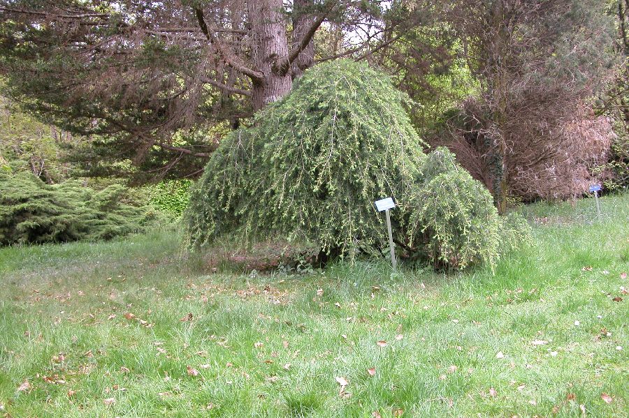 068CedrePleureur.JPG (reduit)