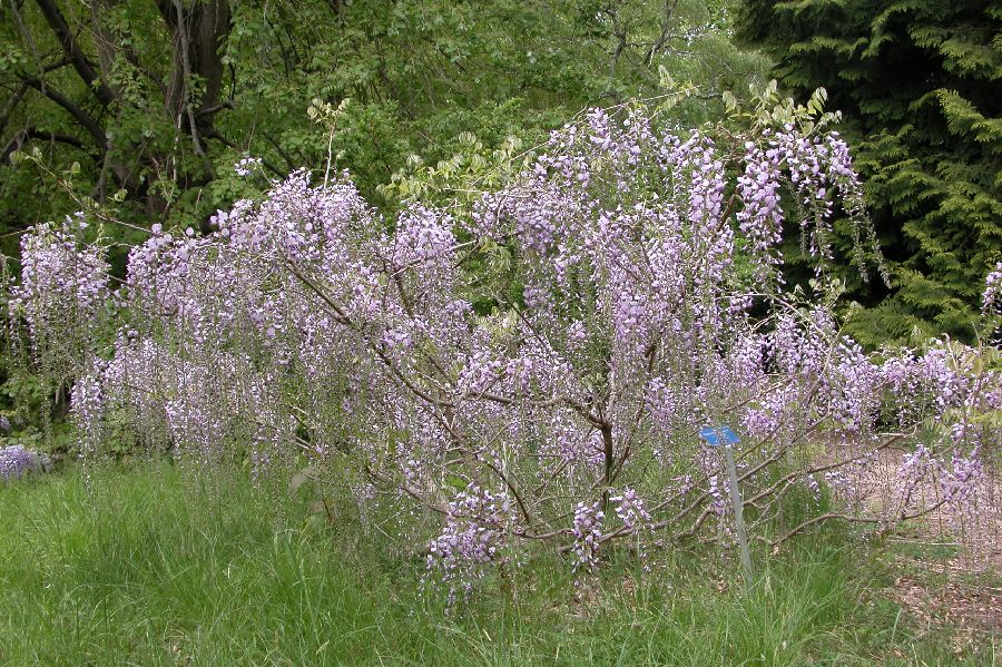 083Glycine.JPG (reduit)