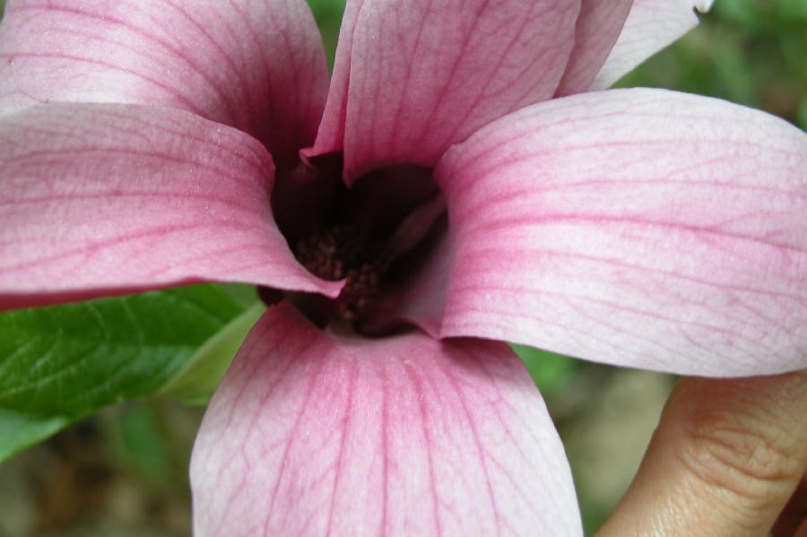 096Magnolia.JPG (reduit)