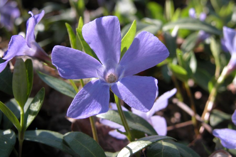 032Pervenche.JPG (reduit)
