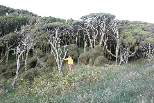 134Farewell Spit.JPG (reduit)