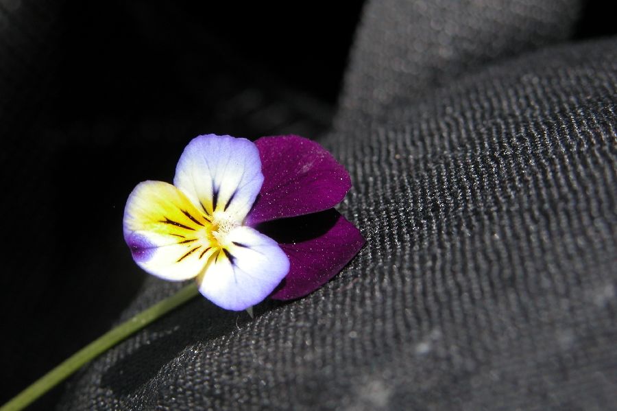 035PenseeSauvage.JPG (reduit)
