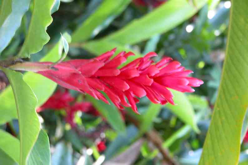 026OrquidearioSoroa.JPG (reduit)