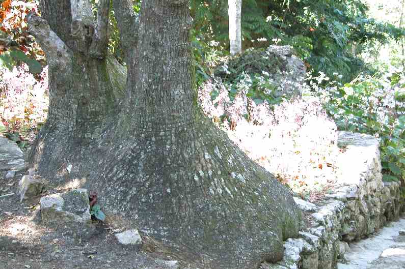 032JardinBotaniqueSoroa.JPG (reduit)