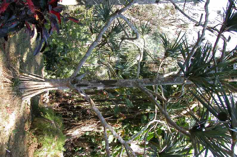 034JardinBotanique.JPG (reduit)