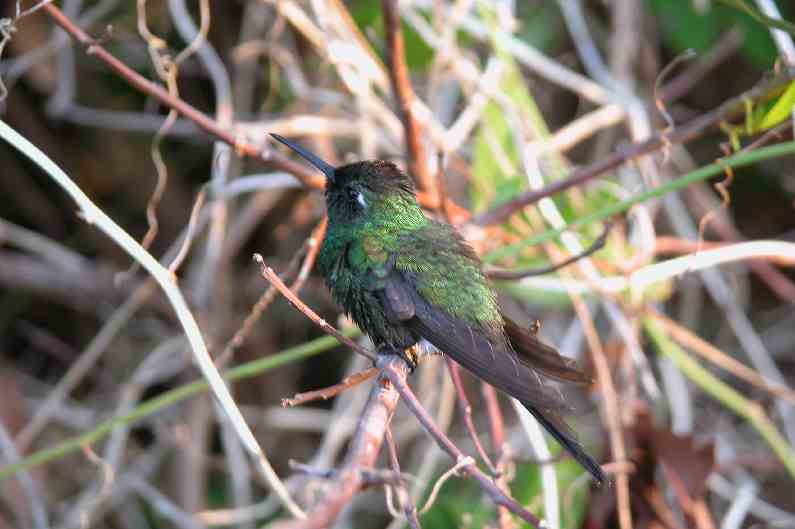 286Colibri.JPG (reduit)