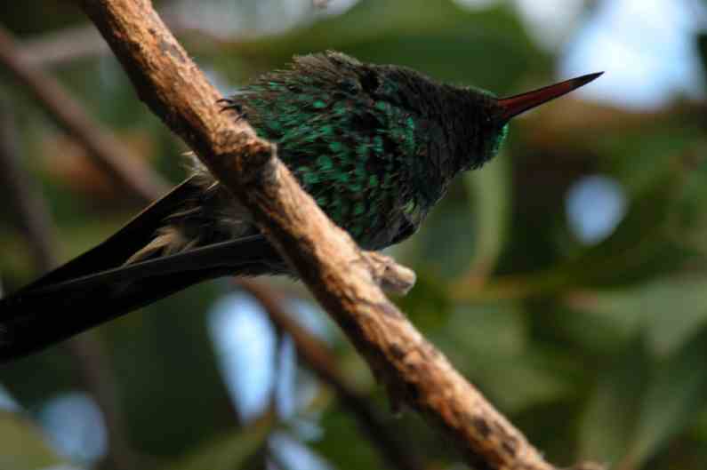 291Colibri.JPG (reduit)