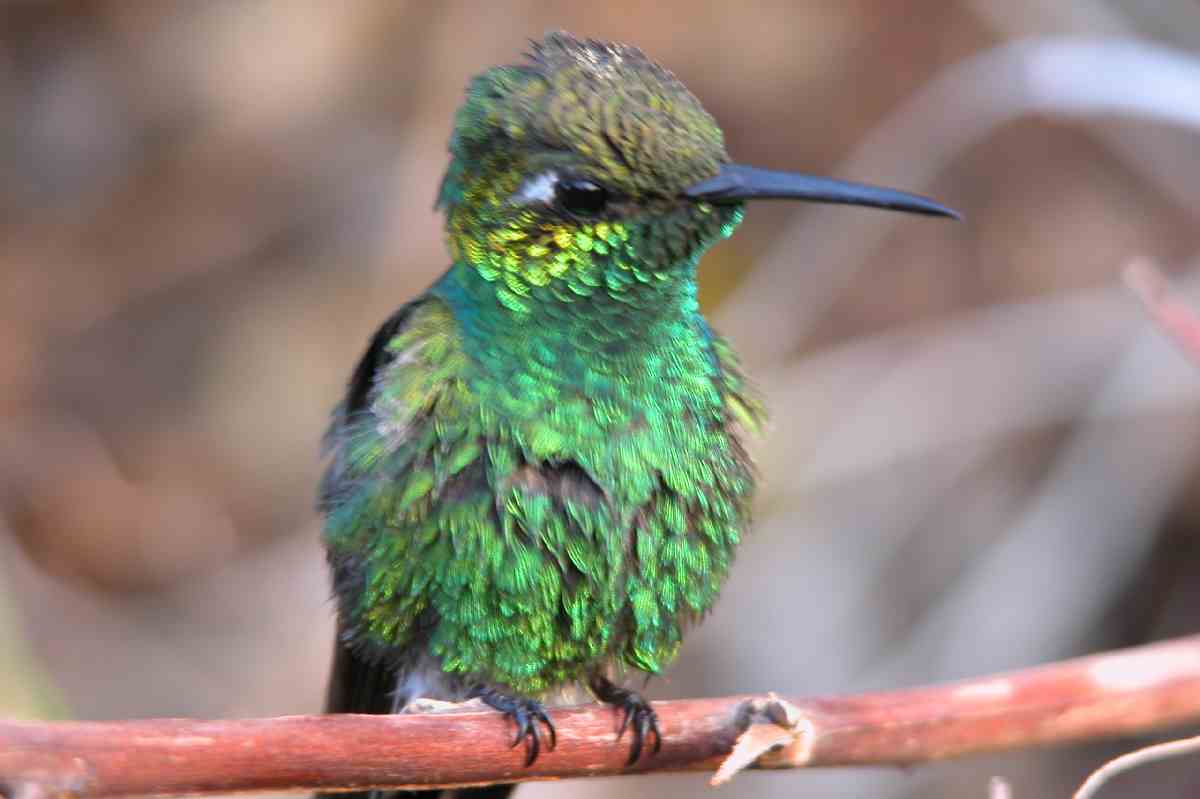 290Colibri_d_Helen.JPG (reduit)