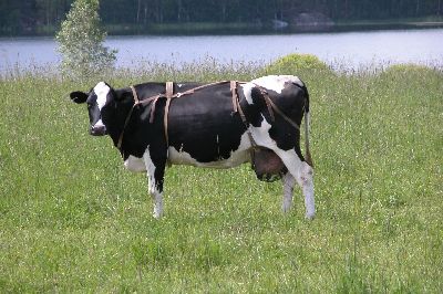 162ProtctionMoustiques.JPG (reduit)