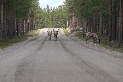108VersKemijarvi.JPG (reduit)